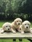 Gratis cachorros golden retriever