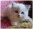 Gratis gatito persa registrados