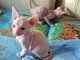 Gratis gatitos sphynx listo