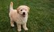 Gratis goldendoodle perritos