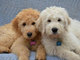 Gratis goldendoodle perritos listo