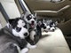 Gratis husky siberiano Cachorros - Foto 1