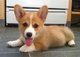 Gratis Impresionantes cachorros Corgi ahora - Foto 1