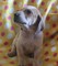 Gratis Inglés inglés coonhound perritos - Foto 1