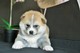 Gratis japonés akita inu cachorros