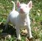 Gratis Macho bull terrier cachorros - Foto 1