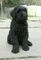 Gratis negro ruso Terrier cachorros - Foto 1