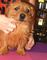 Gratis terrier norfolk cachorros disponible