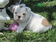 Inteligente cachorros bulldog ingles para la adopcion - Foto 1