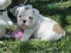 Inteligente cachorros bulldog ingles para la adopcion