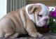 Inteligente cachorros bulldog ingles para la adopcion