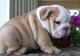 Inteligente cachorros bulldog ingles para la adopcion - Foto 1