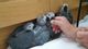 Macho y hembra de loros grises africanos - Foto 1