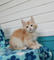 ¡¡¡Nuevo!!! Gatito de coon de Maine Elite - Foto 1