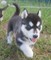 Regalo azules ojos cachorros Husky Siberiano - Foto 1