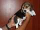 Regalo beagle tricolor - Foto 1