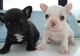 Regalo bonitos cachorros de bulldog frances para la adopcion