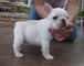 Regalo cachorros bulldog frances en adopcion - Foto 1