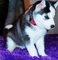 Regalo cachorros husky siberiano muy bonnitos - Foto 1