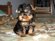 Regalo cachorros yorkshire terrier