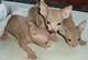 Regalo gatitos hermosos sphynx para casas