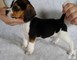 Regalo imprasionates cachorros beagle
