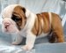 Regalo Impresionantes Bulldog Ingles - Foto 1