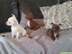 REGALO Los cachorros de Chihuahua mini toy - Foto 1