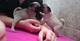 Regalo magnifico carlino pug cachorros