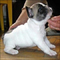 Regalo magnificos cachorros bulldog frances