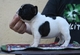 Regalo magnificos cachorros bulldog frances