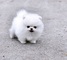 Regalo perrito hermoso, pomeranian mini toy