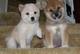 Regalo shiba inu - machos y hembras - Foto 1