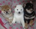 Regalo shiba inu - machos y hembras - Foto 1