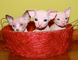 Regalo totalemente gratis sphynx gatitos para adopcion