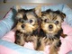 Regalo yorkshire terrier preciosa camada disponible.con pedigri