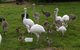 Venta Avestruz ,Emu, nandus polluelos y huevos fertiles - Foto 1