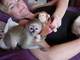 Adorable bebe capuchin macho y hembra para casas nuevas