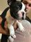Adorable boston terrier cachorros disponibles para la adopción
