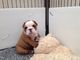 Adorables cachorros bulldog inglés disponibles para la adopción