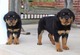 AKC Reg cachorros alemanes Rottweiler - Foto 1