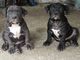 Cachorros american bully