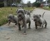 Cachorros de american stanford 100% blue - Foto 1