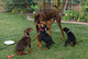 Cachorros de doberman disponemos de varias camadas