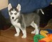 Cachorros husky siberiano actualizados 4 venta