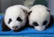 Cachorros panda socializados - Foto 1
