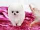 Cachorros pomeranian ,,,,,1