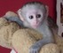 Excelente y dulce bebé magnífico monos capuchinos listos ahora