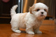 Gratis -1 hermosa shih tzu girl pup izquierda