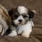 Gratis 2 hermosos cachorros shih tzu